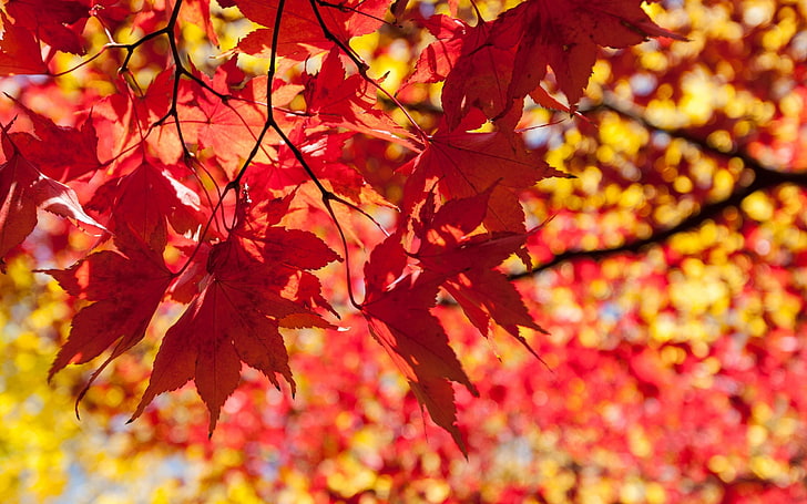Fotografie, Blätter, Ast, Schärfentiefe, Natur, Herbst, HD-Hintergrundbild