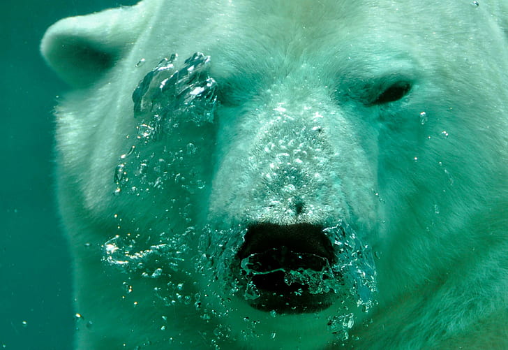 ours, polaire, submergé, eau, bulles, souffle, air, Fond d'écran HD
