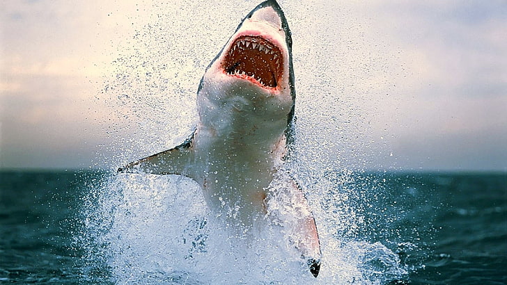 gran tiburón blanco, tiburón, mar, agua, Fondo de pantalla HD