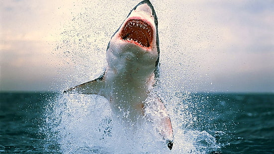 большая белая акула, акула, море, вода, HD обои HD wallpaper