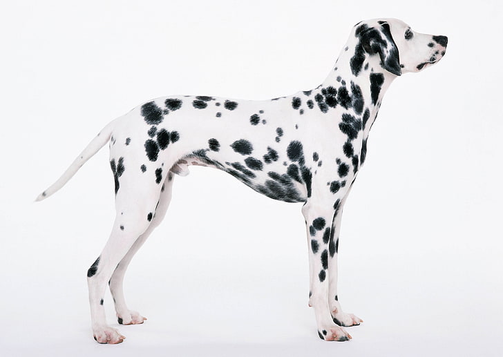 dewasa hitam dan putih Dalmatian, dalmatians, lukisan, latar belakang putih, Wallpaper HD