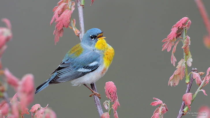 Northern Parula, West Virginia, Birds, HD wallpaper