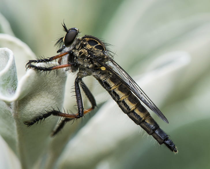black Hoverfly perched on white petaled flower, robber fly, robber fly, Robber Fly, black, Hoverfly, white, flower, robber  fly, macro, insect, perch, d7100, Grant, Beedie, Christchurch, New Zealand, nature, animal, close-up, wildlife, animal Wing, HD wallpaper