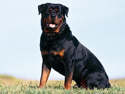 Rottweiler สีดำและสีน้ำตาลผู้ใหญ่สุนัข Rottweiler, วอลล์เปเปอร์ HD HD wallpaper