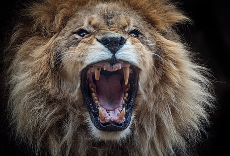 лицо, лев, рот, грива, царь зверей, клыки, любитель самос, HD обои HD wallpaper