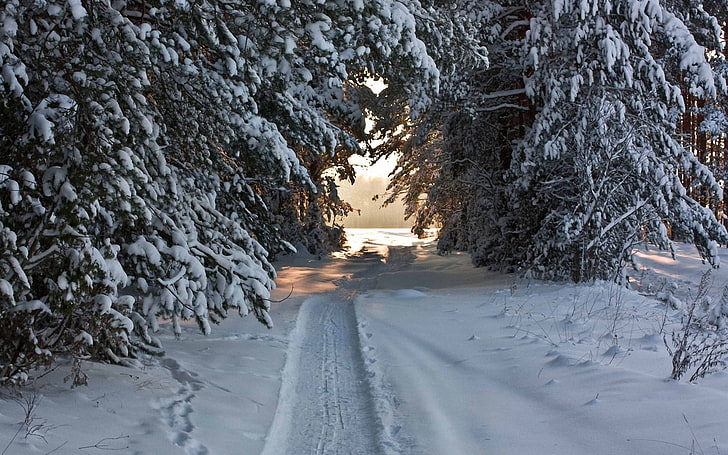 green pine trees, track, ski track, snow, winter, trees, snow-covered, attire, HD wallpaper
