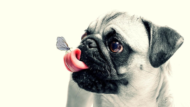 мопс, собака, язык, бабочка, милый, нос, щенок, ухо, HD обои
