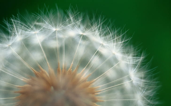 Delion - Macro, white dandelion, seeds, dandelion, nature, macro, flowers, 3d and abstract, HD wallpaper