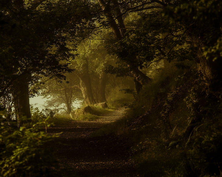 Pflanzen, Wald, Weg, HD-Hintergrundbild