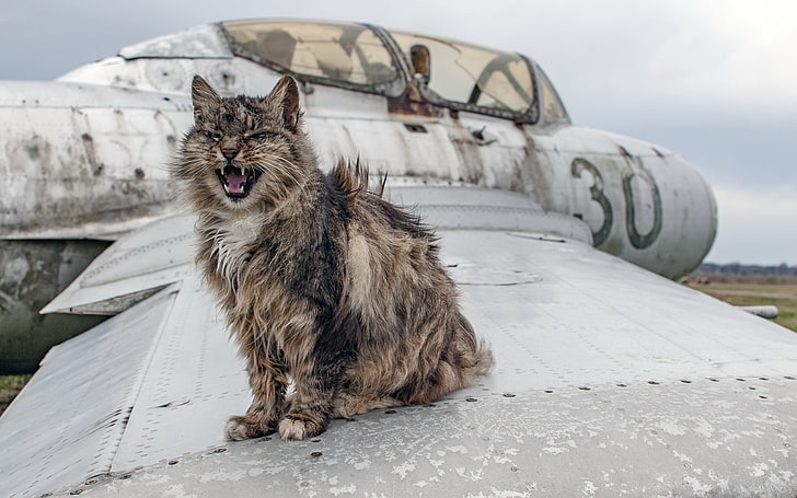 short-haired brown and black cat, cat, animals, wreck, aircraft, HD wallpaper