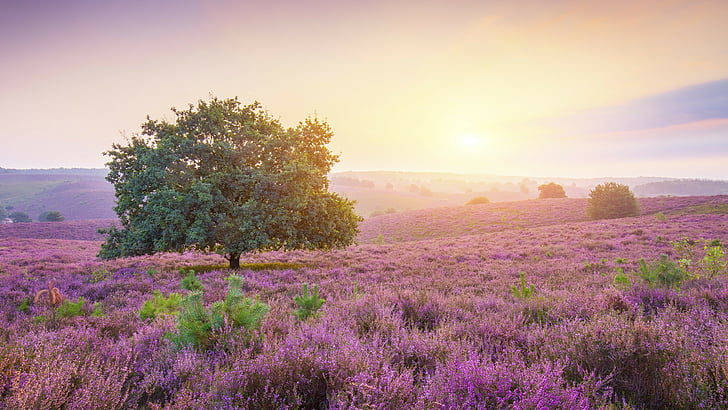 Grüner Baum, umgeben von Lavendelfeld während des Sonnenuntergangs, MacBook Pro, 4k, HD Wallpaper, Bäume, Felsen, Sonnenlicht, Sonnenaufgang, HD-Hintergrundbild