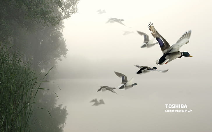 Toshiba birds in the air, HD wallpaper