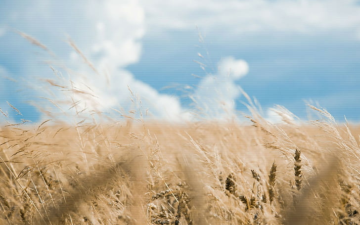 tanaman, gandum, alam, pemandangan, langit, Wallpaper HD