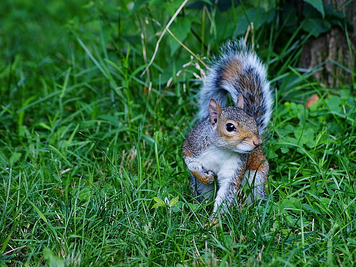 braunes Eichhörnchen, Eichhörnchen, Gras, Grün, Spaziergang, HD-Hintergrundbild