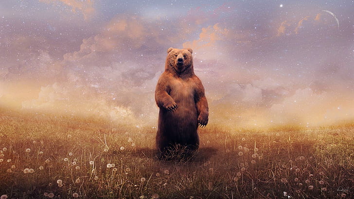 Ursos, paisagem, animais, capim, ursos, paisagem, animais, capim, 1920x1080, HD papel de parede
