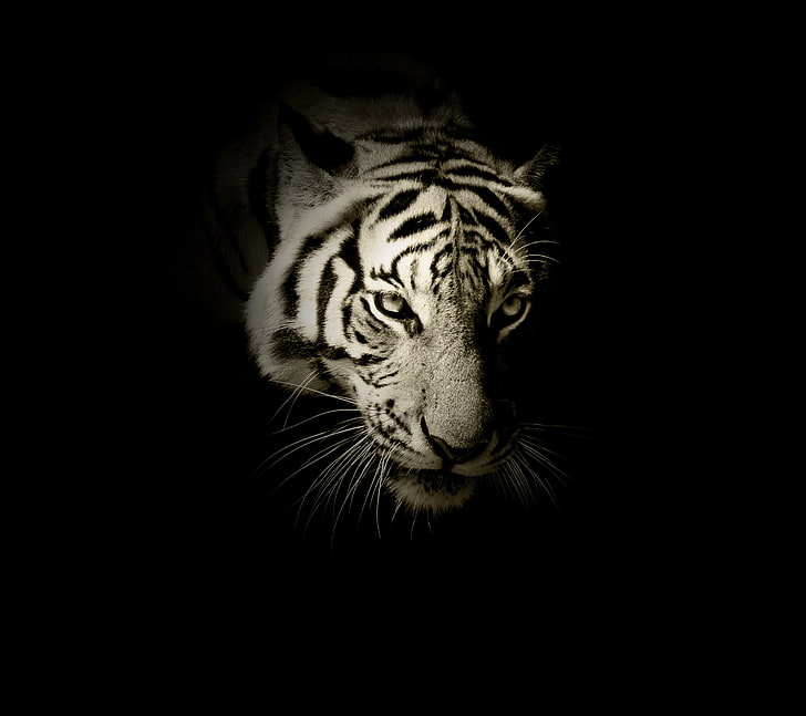 Grayscale photography of tiger, White tiger, Dark, HD, HD wallpaper |  Wallpaperbetter