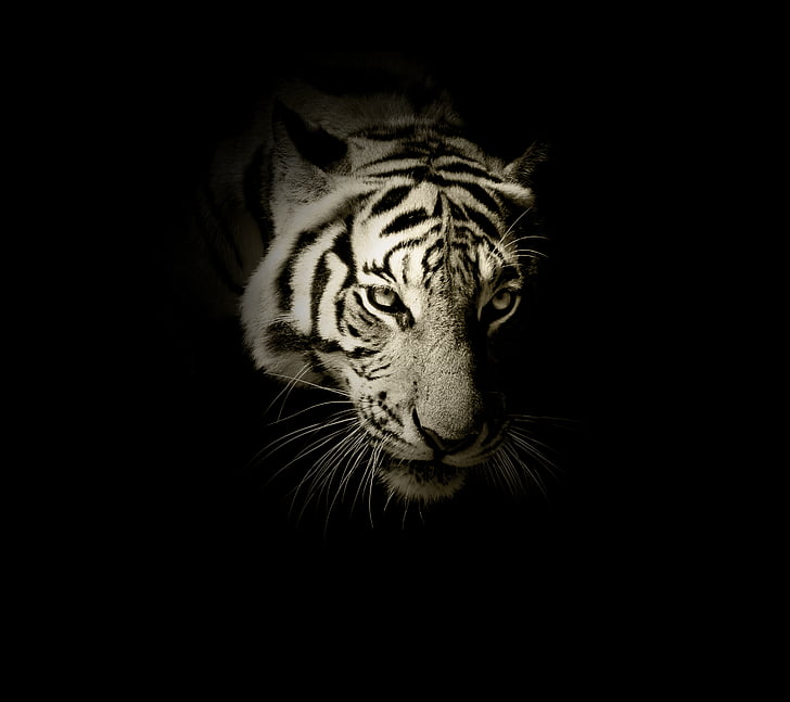 Gambar Wallpaper Harimau 3d Image Num 23
