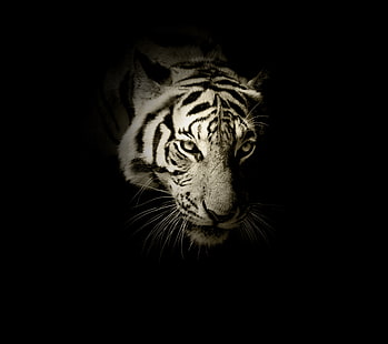 фотографии тигра в оттенках серого, белый тигр, темнота, HD, HD обои HD wallpaper