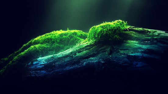 green moss on brown trunk, untitled, green, wood, moss, macro, plants, HD wallpaper HD wallpaper