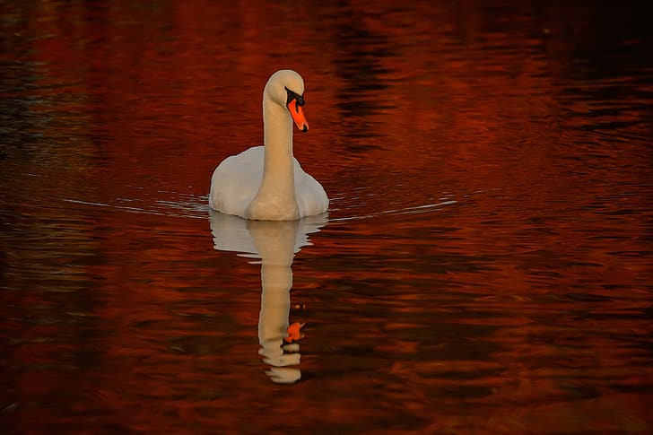 water, reflection, bird, Swan, HD wallpaper