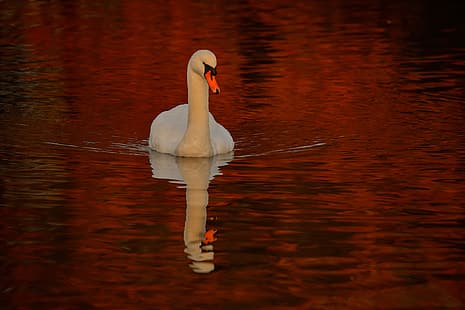  water, reflection, bird, Swan, HD wallpaper HD wallpaper