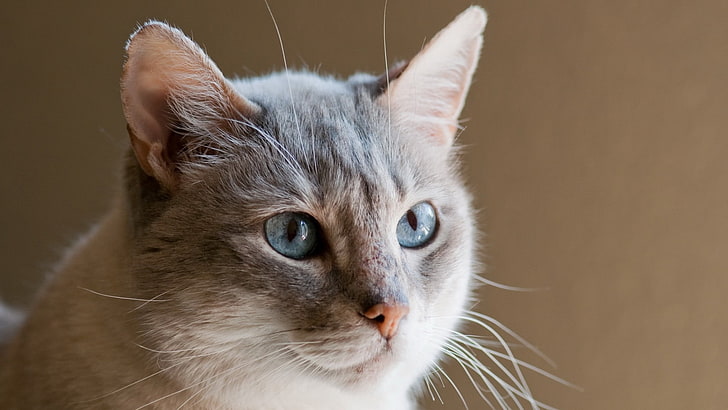 graue Katze, Katze, Gesicht, blaue Augen, Ohren, HD-Hintergrundbild
