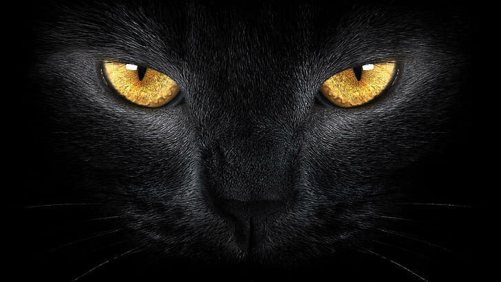 고양이, 검은 고양이, 검은, 구레나룻, 포유 동물, 코, 닫다, 눈, 짧은 머리 고양이, 고양이, HD 배경 화면