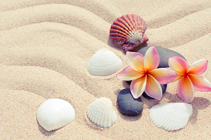 белые ракушки, песок, пляж, лето, цветы, камни, ракушка, плюмерия, галька, ракушки, HD обои