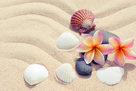 coquillages blancs, sable, plage, été, fleurs, pierres, coquille, plumeria, cailloux, coquillages, Fond d'écran HD HD wallpaper