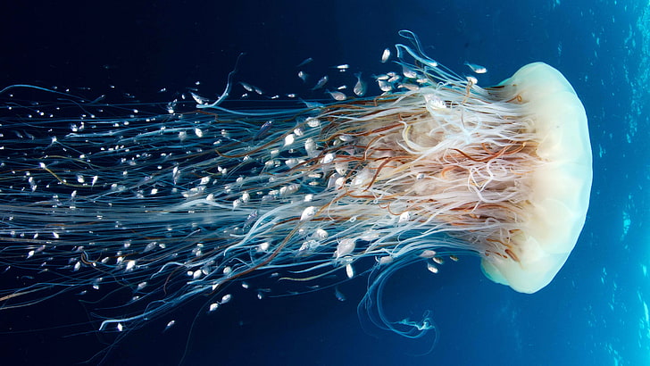 Jellyfish, Rangiroa, 4k, 5k wallpaper, HD, 8k, Pacific Ocean, diving, tourism, HD wallpaper