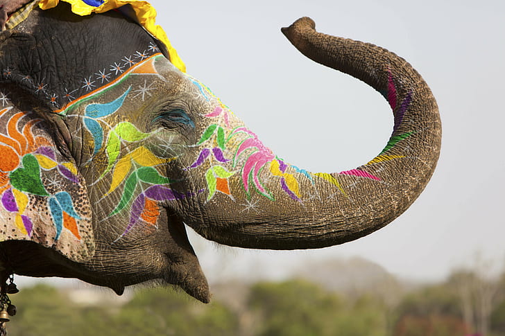 decoration, stay, elephant, India, colorful, crayons, bokeh, festival, spring, travel, tradition, ., paint, my planet, Holi, thick-skinned, Jaipur, HD wallpaper