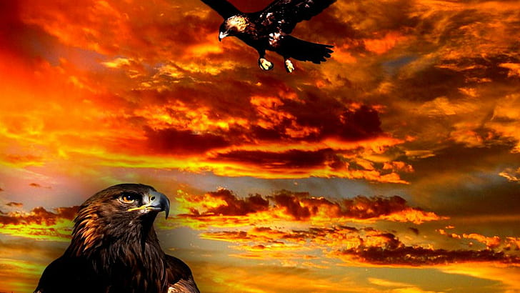 Golden Eagle, nature, baby bird, wildlife, bald eagle, sunset, falcon, animals, fantasy, golden eagle, vulture, HD wallpaper