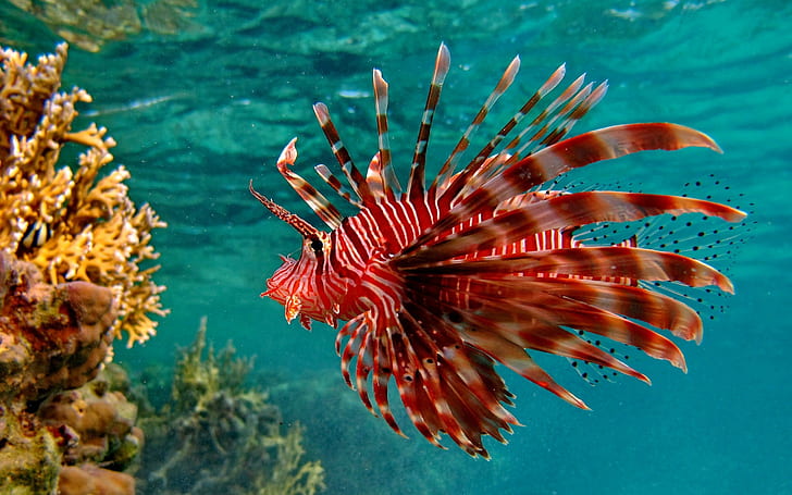 Tiere, Fische, Unterwasser, rote Löwenfische, HD-Hintergrundbild