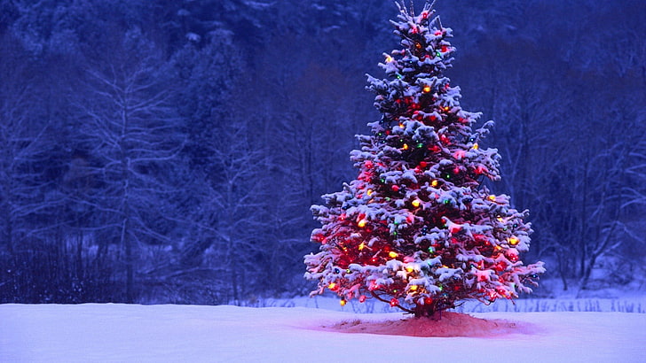 сосна, рождество, новогодняя елка, HD обои