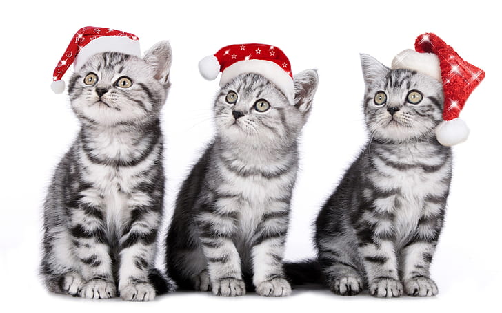Tiga kucing, anak kucing, topi Natal, Tiga, Kucing, Anak Kucing, Natal, Topi, Wallpaper HD