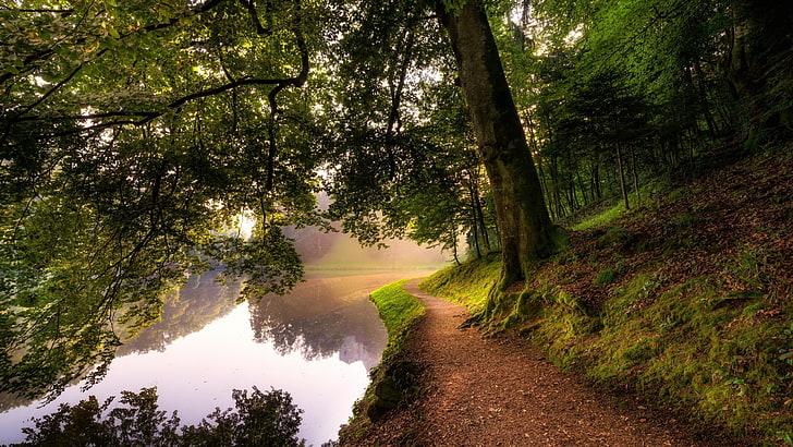 riverside, pathway, path, forest, river, HD wallpaper