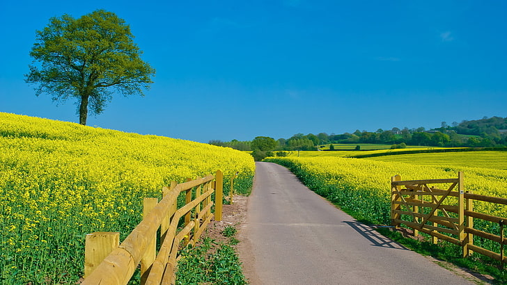 gray concrete road, road, field, the sky, flowers, the fence, Summer, green, clear, HD wallpaper