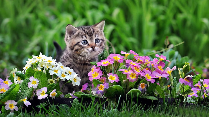 Śliczny kotek, białe i fioletowe kwiaty, uroczy, kotek, biały, fioletowy, kwiaty, Tapety HD