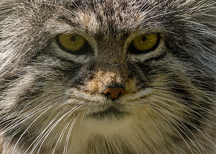 แมวใบหน้า manul pallas ภาพนักล่าป่า, วอลล์เปเปอร์ HD HD wallpaper
