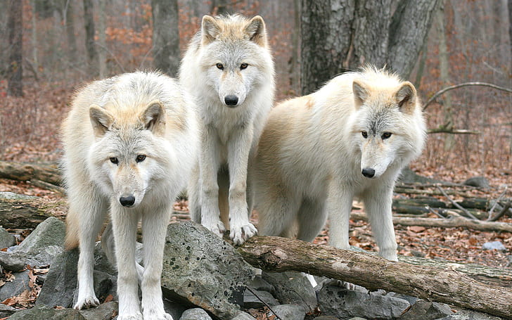 Wolf Pack HD, animals, wolf, pack, HD wallpaper