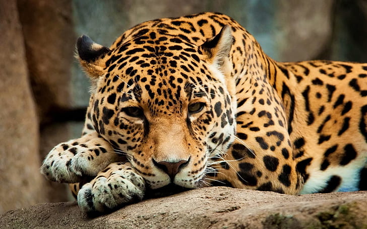 Calm Jaguar, jaguar, Fond d'écran HD