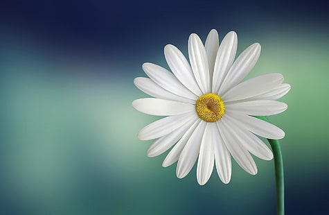 Маргаритка Daisy Flower HD Wallpaper, белая маргаритка, Aero, креатив, красивая, цветущая, красотка, маргаритка, цветет, маргаритка, HD обои HD wallpaper