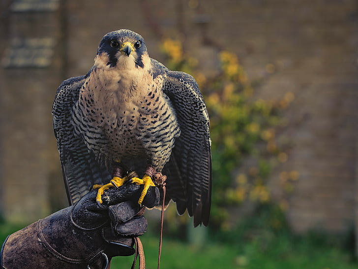 Falcon bird, falcon, Bird, glove, hunter, predator, HD wallpaper