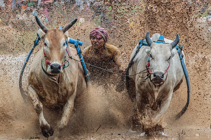 animals, mud, running, bulls, Indonesia, HD wallpaper