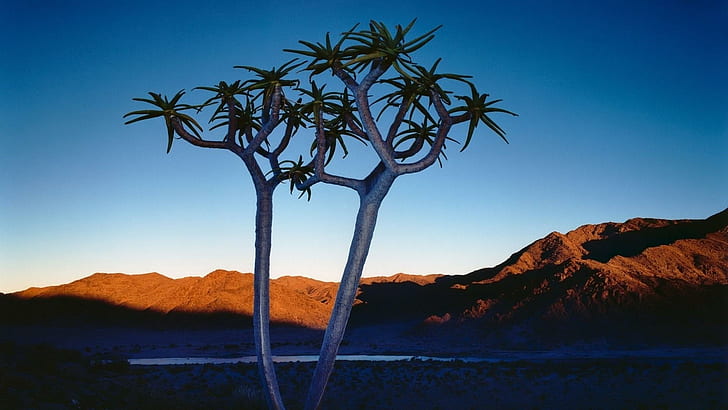 Namebiaアフリカ、砂漠、木、日没、山、自然、風景の素晴らしい木、 HDデスクトップの壁紙