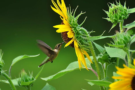 kolibry unoszące się w pobliżu słonecznika, dzień dobry, kolibry, słonecznik, koliber, rubinowe gardło, kwiat, zielony, żółty ptak, nektar, pasza, łyk, reddit, natura, ptak, zwierzę, dzika przyroda, unoszenie się, Tapety HD HD wallpaper