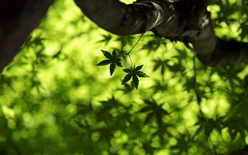 zielone liście, zielenie, lato, liście, makro, świeżość, wiosna, klon, liść, liść klonu, zielone makro, tapety liści, tapety liści, Tapety HD HD wallpaper