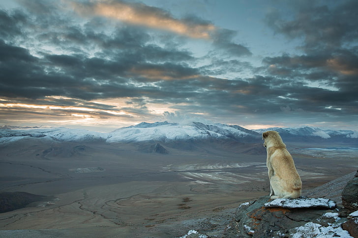 perro moreno de capa corta, perro, naturaleza, paisaje, montañas, Fondo de pantalla HD