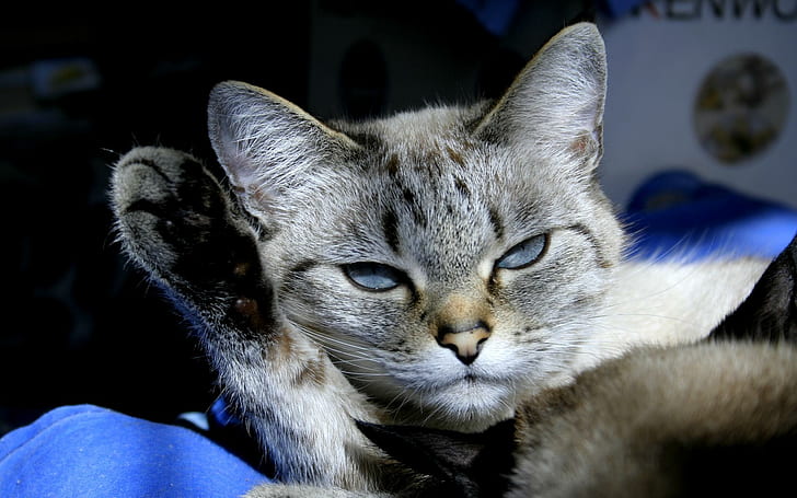Steamy Eyes Kitty, brązowy pręgowany kot, koci, kotek, zaparowane oczy, zwierzęta, Tapety HD