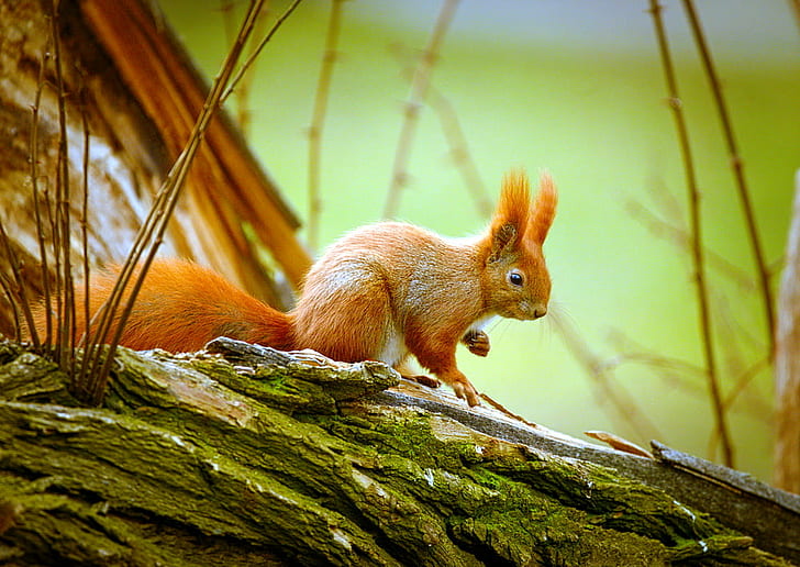 écureuil brun sur le tronc d'arbre, écureuil rouge, écureuil rouge, brun, tronc d'arbre, écureuil roux, Wiewiórka, Sciurus vulgaris, écureuil, rongeur, animal, nature, mignon, faune, mammifère, petit, à l'extérieur, Fond d'écran HD